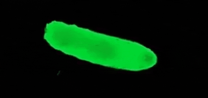 Optogenetic activation of CIII neurons causing touch-associated behavior in Drosophila larva; from Turner & Armengol et al 2016; video by AA Patel & NJ Himmel